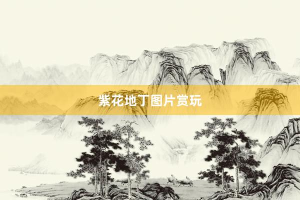紫花地丁图片赏玩