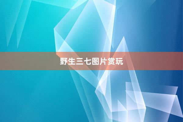 野生三七图片赏玩